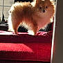 dog, pomeranian, fluffy, pet, indoor, sunlight, backlit, red_surface, window, blinds, curious, fur, animal, standing, cozy, furniture, living_room, small_dog, cute, portrait