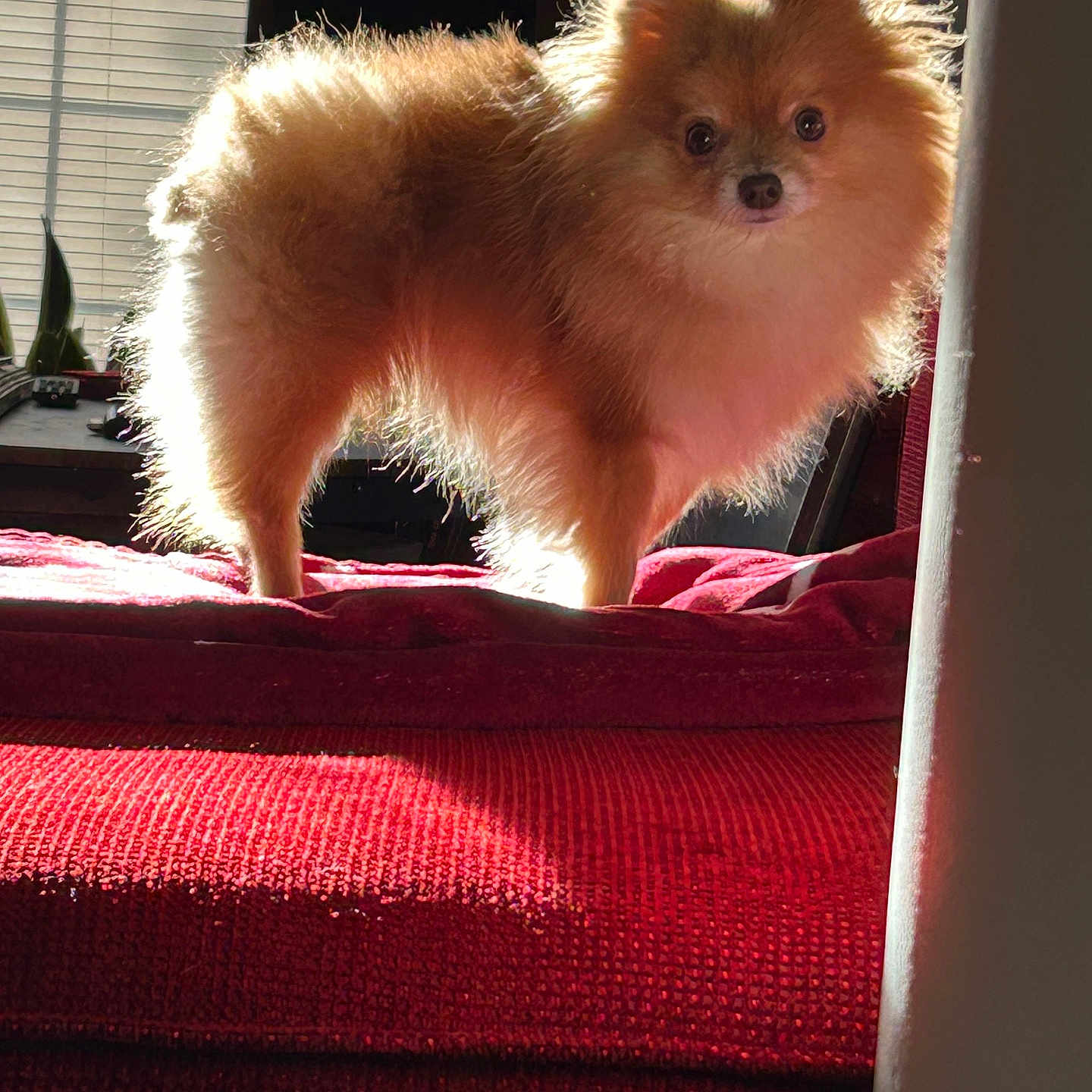 Sassy joined the competition — help win amazing prizes! animal, backlit, blinds, cozy, curious, cute, dog, fluffy, fur, furniture, indoor, living_room, pet, pomeranian, portrait, red_surface, small_dog, standing, sunlight, window
