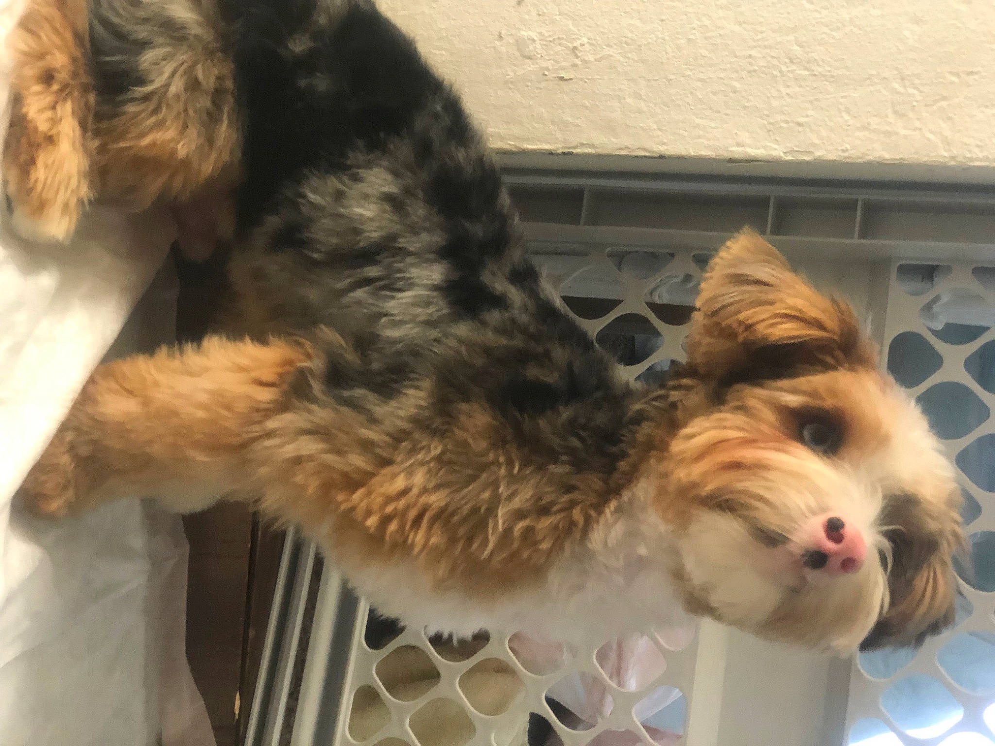 Mr John Snow is registered to the contest to win money with this photo: canidae, carnivore, collar, companion_dog, corn_on_the_cob, dog, dog_breed, dog_clothes, dog_collar, dog_supply, felidae, fur, liver, paw, pet_supply, small_terrier, snout, tail, terrier, toy_dog