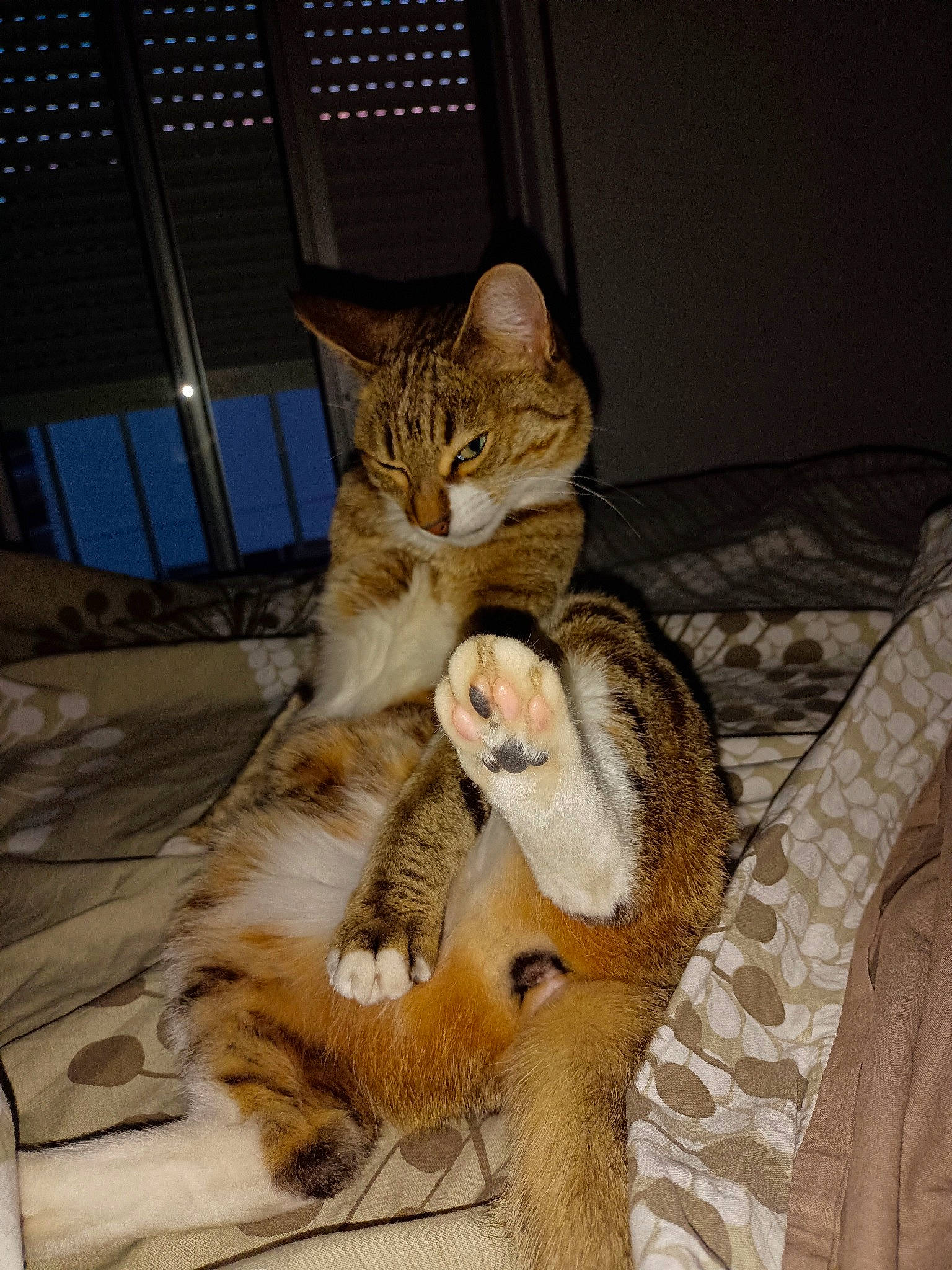 Clémentine participe au concours pour gagner de l'argent avec cette photo : bed, carnivore, cat, claw, comfort, domestic_short_haired_cat, fawn, felidae, foot, fur, nap, paw, small_to_medium_sized_cats, snout, tail, terrestrial_animal, whiskers, wildlife