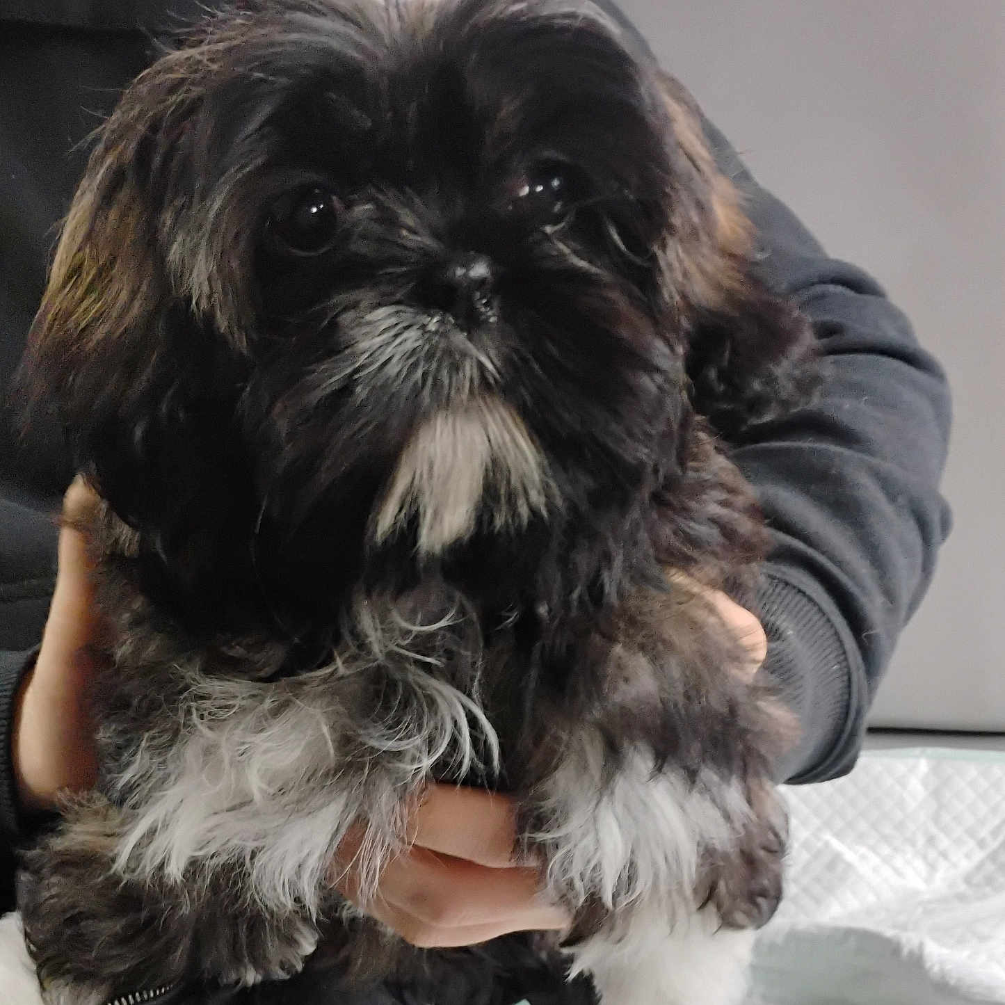 Harley Lee Metzgar joined the competition — help win amazing prizes! affenpinscher, animal, canine, dog, pet, puppy, terrier