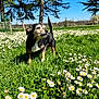 dog, grass, flowers, daisies, trees, outdoor, nature, sunny, blue_sky, pet, animal, meadow, greenery, daylight, small_dog, canine, fur, standing, spring, scenery