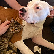 Precious is registered to the contest to win money with this photo: dog, cat, pet, animal, couch, indoor, snuggling, tabby_cat, white_dog, brown_dog, human_hand, closeup, resting, fur, companion, friendship, relaxing, cute, domestic, cozy