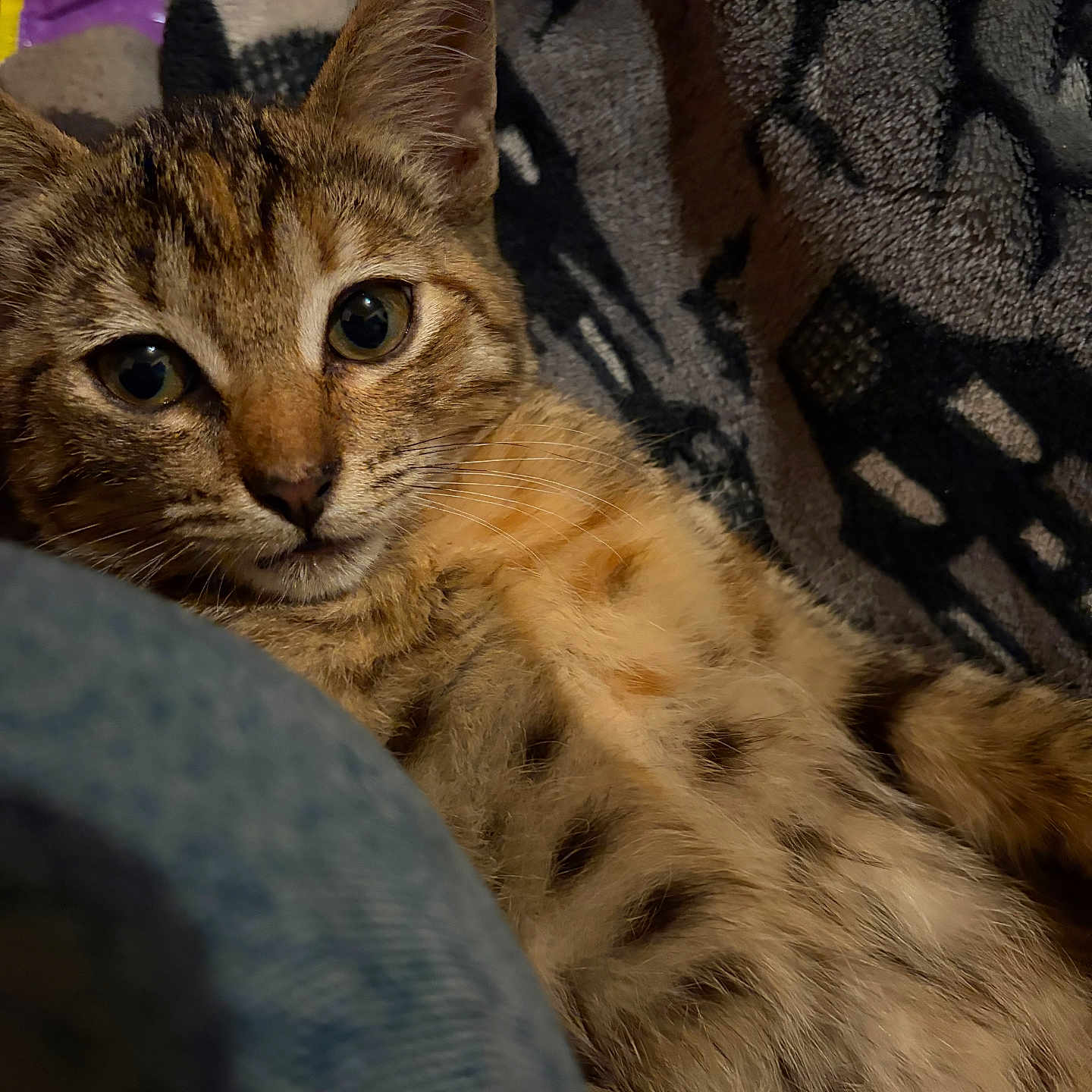 Khaluha