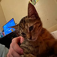 Khaluha joined the competition — help win amazing prizes! kitten, cat, tabby, close_up, hand, indoor, tv, screen, furniture, dresser, room, wall, person, holding, pet, animal, curious, cozy, blur, casual