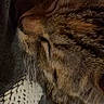 cat, tabby, sleeping, close_up, feline, whiskers, fur, texture, fabric, pattern, pinecone, cozy, resting, animal, pet, domestic_cat, indoor, quiet, peaceful, soft