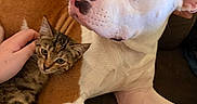 Khaluha joined the competition — help win amazing prizes! dog, cat, tabby_cat, pet, animal, couch, hand, human, indoor, closeup, brown_and_white_dog, fur, resting, companion, cozy, friendship, relaxation, cute, domestic_animal, mammal
