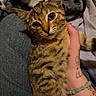 cat, kitten, tabby, pet, animal, fur, whiskers, hand, tattoo, bracelet, denim, clothing, lap, blanket, indoor, closeup, cute, eyes, resting, cozy