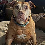 Clyde joined the competition — help win amazing prizes! dog, pet, brown_dog, collar, bed, blanket, indoor, animal, canine, furniture, cozy, resting, looking, ears, muzzle, eyes, home, domestic_animal, portrait, companion