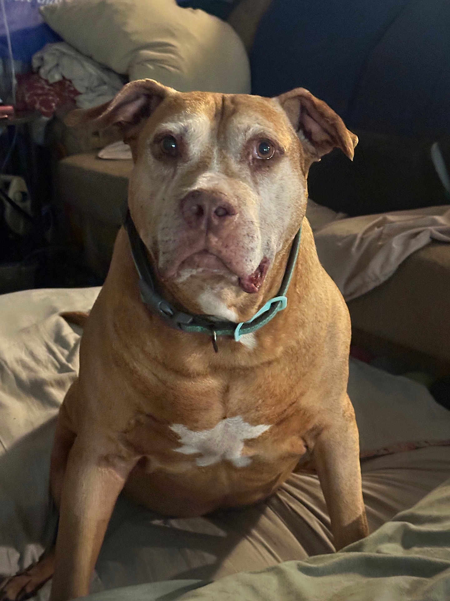 Clyde joined the competition — help win amazing prizes! dog, pet, brown_dog, collar, bed, blanket, indoor, animal, canine, furniture, cozy, resting, looking, ears, muzzle, eyes, home, domestic_animal, portrait, companion