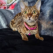 Peaches Davies is registered to the contest to win money with this photo: cat, bengal_cat, pet, animal, fur, collar, bell, alert, wide_eyes, whiskers, indoor, blanket, soft_texture, furniture, cute, domestic_cat, mammal, portrait, sitting, curious