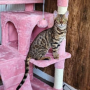 Peaches joined the competition — help win amazing prizes! cat, cat_tree, pink, plush, toy, indoor, furniture, wood_wall, pet, animal, striped, spotted, sitting, tail, ears, floor, cozy, domestic, cute, playful