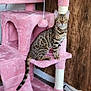 cat, cat_tree, pink, plush, toy, indoor, furniture, wood_wall, pet, animal, striped, spotted, sitting, tail, ears, floor, cozy, domestic, cute, playful