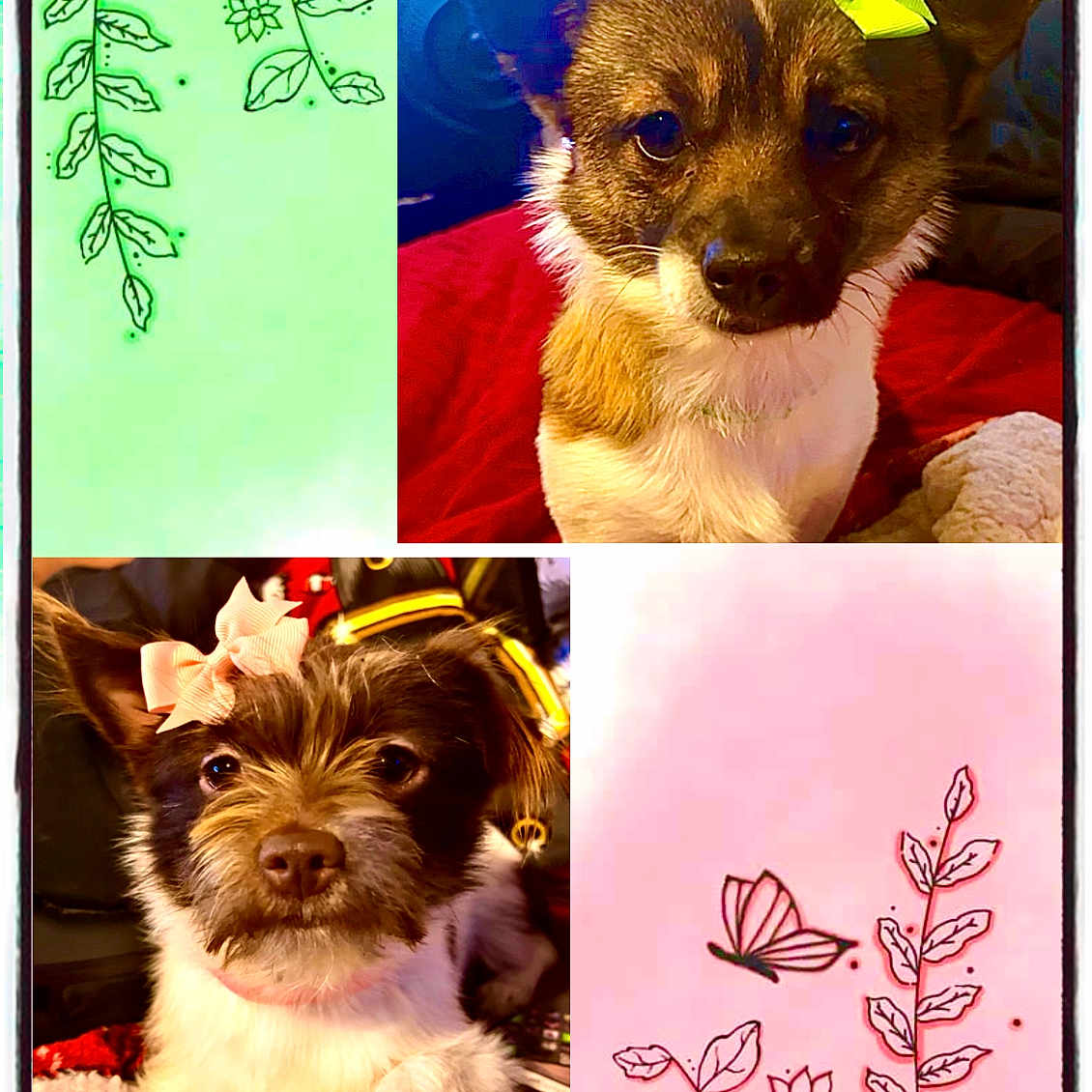 Nia And Lia joined the competition — help win amazing prizes! animal, art, canine, chihuahua, collage, dog, envelope, face, flower, greetingcard, head, herbal, herbs, leaf, mail, pet, plant, puppy, terrier, text