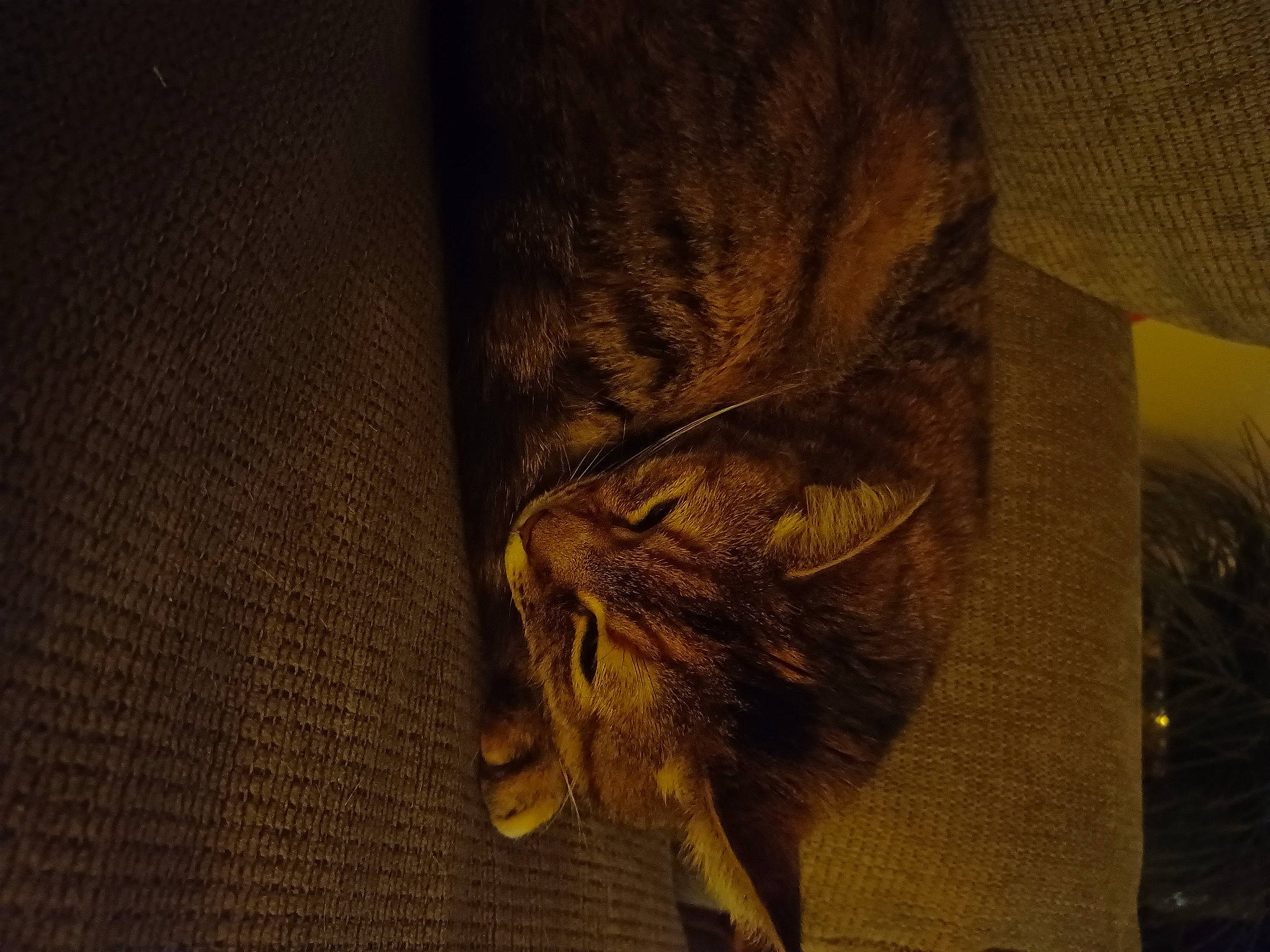 Kiki is registered to the contest to win money with this photo: art, canidae, carnivore, cat, claw, domestic_short_haired_cat, fawn, feather, felidae, flooring, fur, hardwood, human_leg, small_to_medium_sized_cats, snout, tail, terrestrial_animal, visual_arts, whiskers, wood