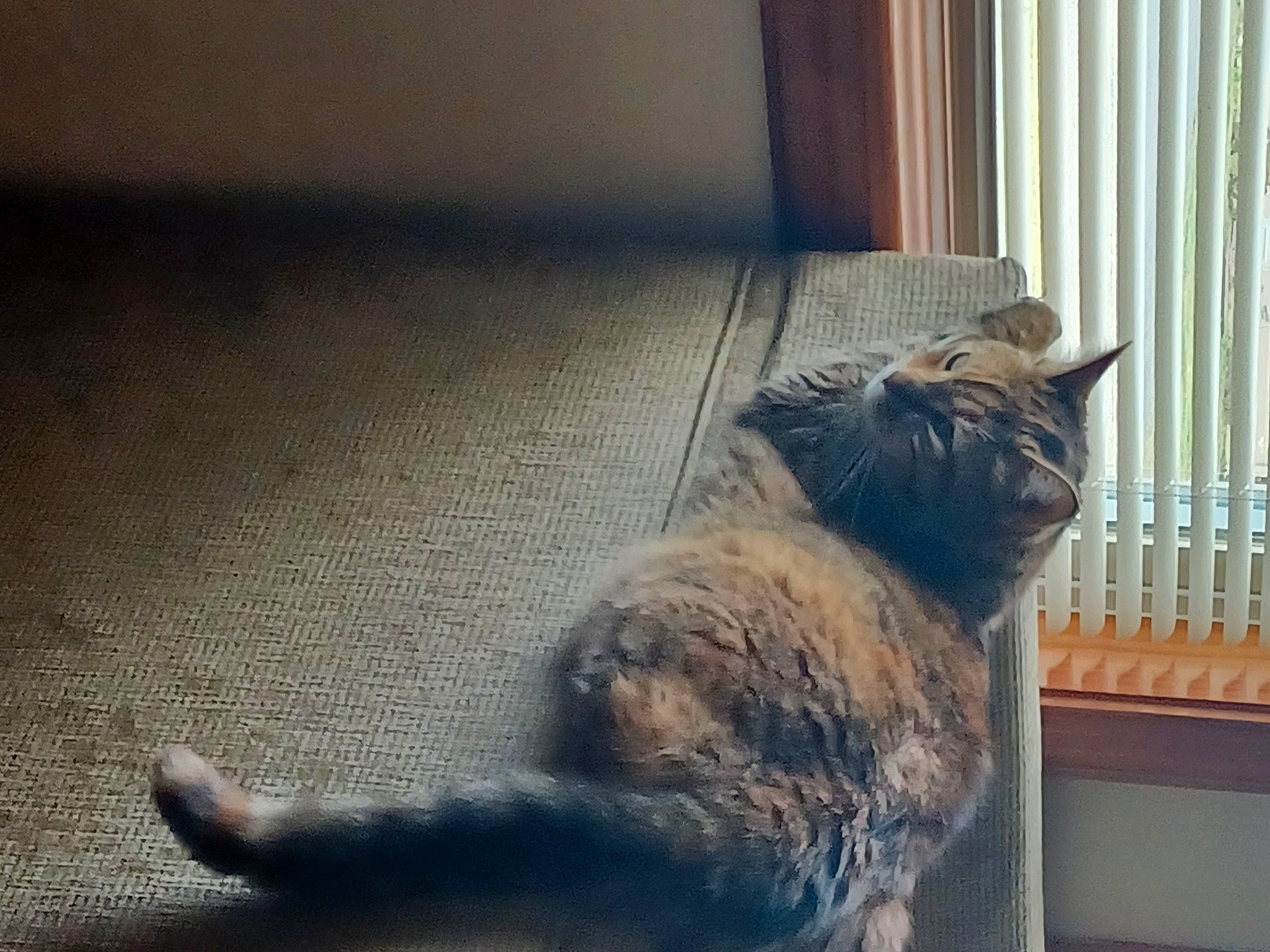 Kiki is registered to the contest to win money with this photo: carnivore, cat, comfort, domestic_short_haired_cat, fawn, felidae, floor, flooring, fur, grey, hardwood, paw, shadow, small_to_medium_sized_cats, snout, tail, tints_and_shades, whiskers, window, wood