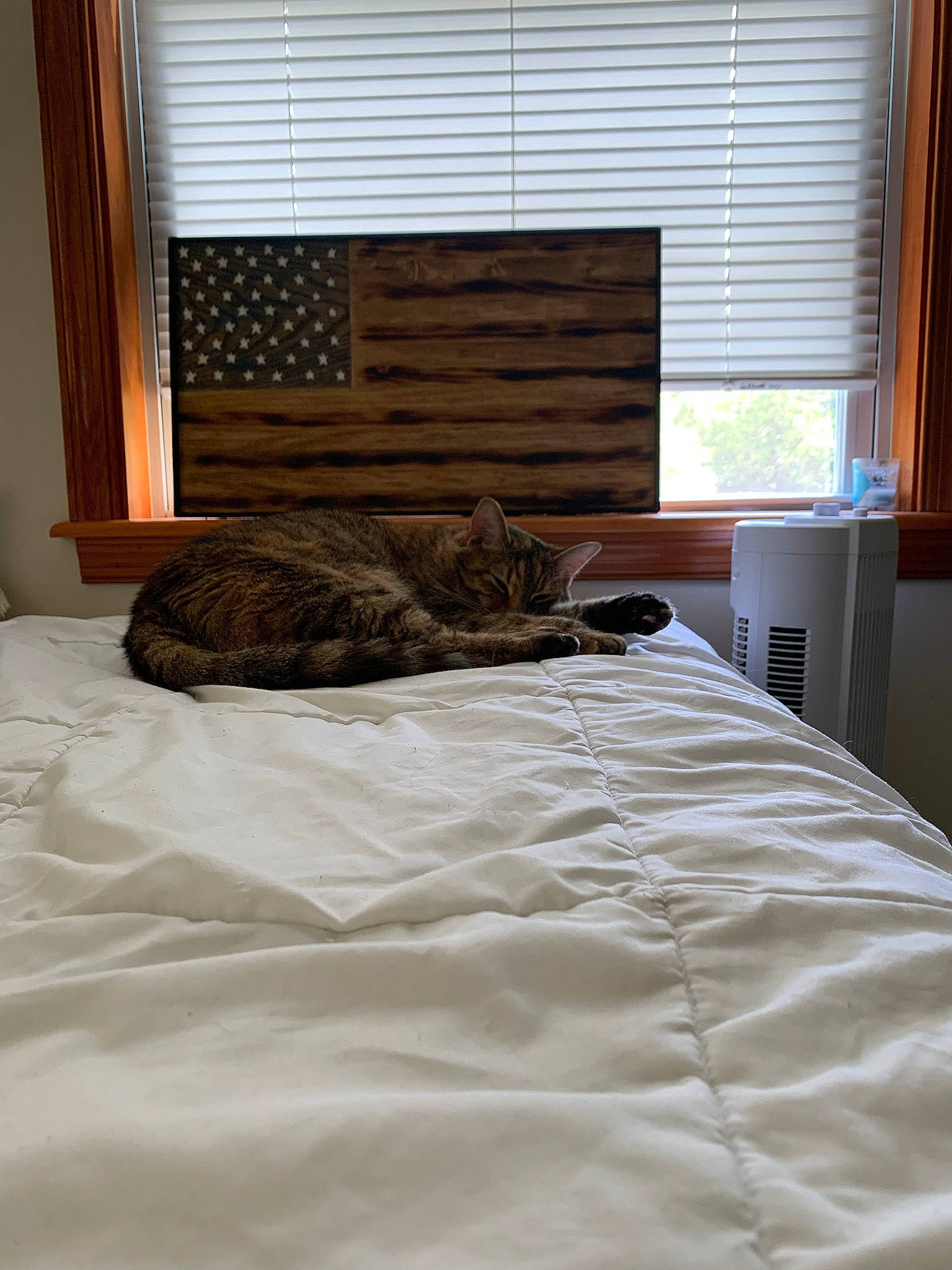 Kiki joined the competition — help win amazing prizes! bed, bed_frame, bedding, carnivore, cat, comfort, felidae, floor, flooring, furniture, grey, hardwood, interior_design, linens, shade, small_to_medium_sized_cats, window, window_blind, window_treatment, wood
