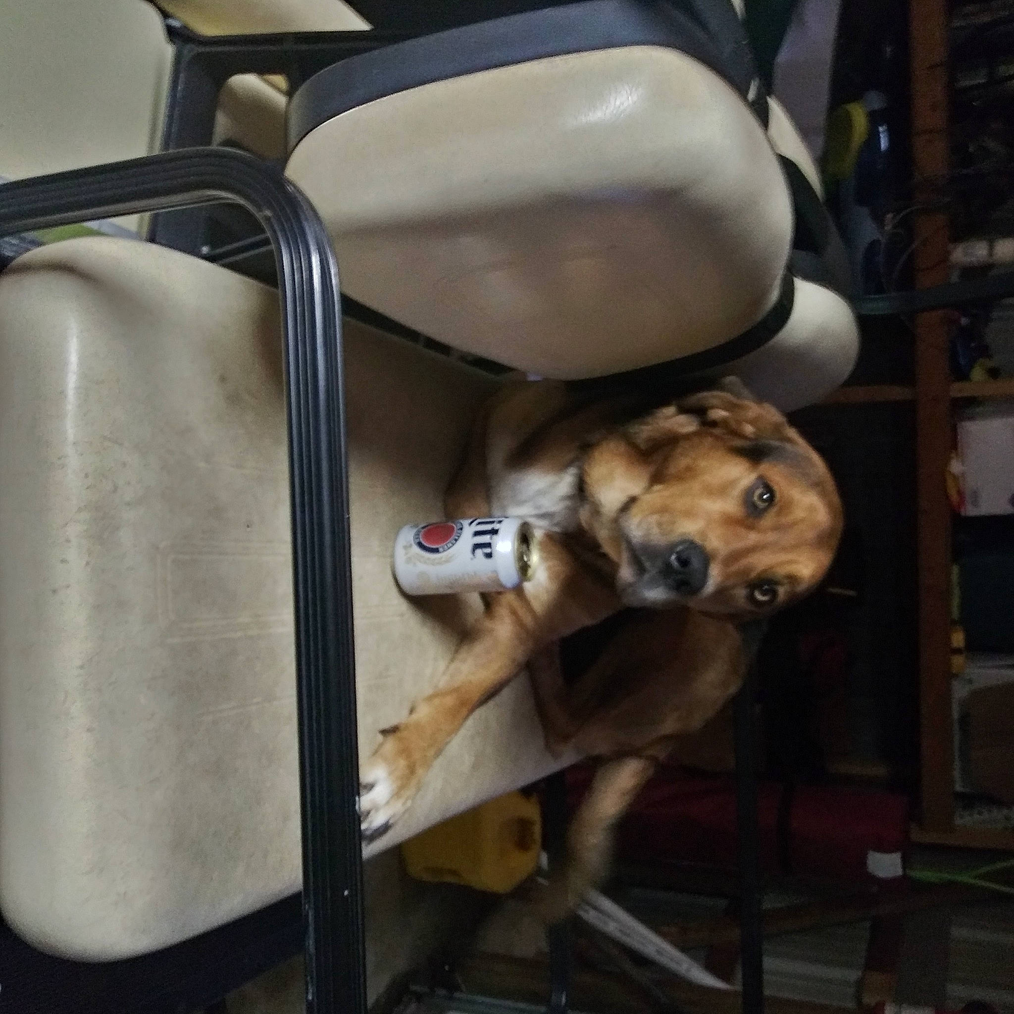 Max joined the competition — help win amazing prizes! auto_part, automotive_lighting, bag, car_seat, carnivore, companion_dog, cookware_and_bakeware, dog, dog_breed, fawn, fur, gas, human_leg, machine, metal, motor_vehicle, sitting, snout, vehicle_door, working_animal