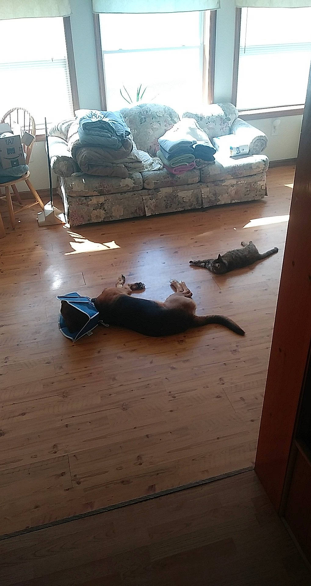 Max joined the competition — help win amazing prizes! carpet, comfort, companion_dog, couch, dog, felidae, floor, flooring, grey, hardwood, interior_design, laminate_flooring, living_room, room, small_to_medium_sized_cats, studio_couch, tints_and_shades, window, wood, wood_flooring