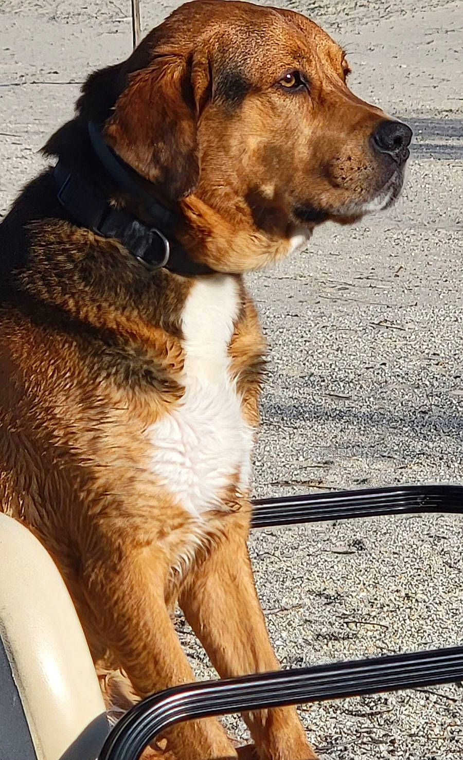 Max joined the competition — help win amazing prizes! canidae, carnivore, collar, companion_dog, dog, dog_breed, dog_collar, fawn, fur, leash, liver, paw, pet_supply, road_surface, snout, sporting_group, tail, working_animal, working_dog, working_terrier