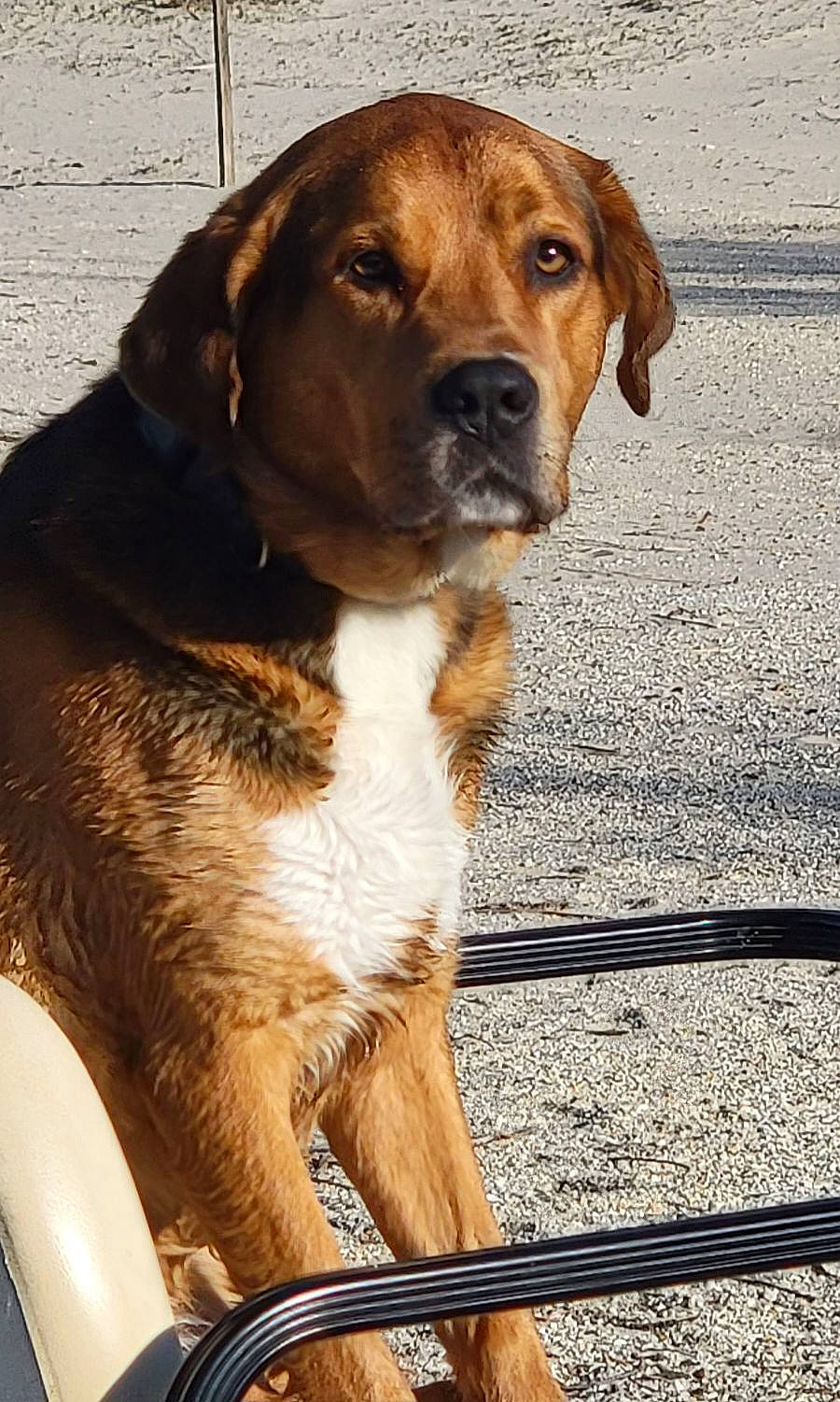 Max joined the competition — help win amazing prizes! ancient_dog_breeds, canidae, carnivore, collar, companion_dog, dog, dog_breed, dog_collar, fawn, fur, gun_dog, hound, hunting_dog, liver, scent_hound, sporting_group, tail, terrestrial_animal, working_animal, working_dog