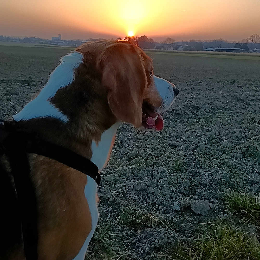 Leo participe au concours pour gagner de l'argent avec cette photo : animal, appenzeller, beagle, bulldog, canine, dog, flare, hound, labradorretriever, light, nature, outdoors, pet, pointer, puppy, sky, sun, sunlight, sunrise, sunset