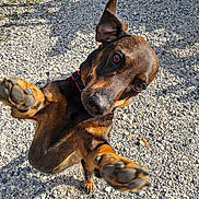 Rocky participe au concours pour gagner de l'argent avec cette photo : animal, black, brown, canine, closeup, collar, daytime, dog, ears_up, energetic, excited, gravel, ground, jumping, nature, outdoor, paw, pet, playful, sunlight
