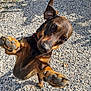 animal, black, brown, canine, closeup, collar, daytime, dog, ears_up, energetic, excited, gravel, ground, jumping, nature, outdoor, paw, pet, playful, sunlight