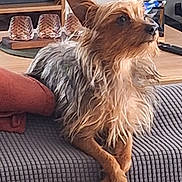 Volt participe au concours pour gagner de l'argent avec cette photo : dog, small_dog, scruffy, fur, couch, blanket, crossed_paws, indoor, living_room, furniture, table, glassware, brown, gray, pet, animal, relaxed, home, cozy, decor