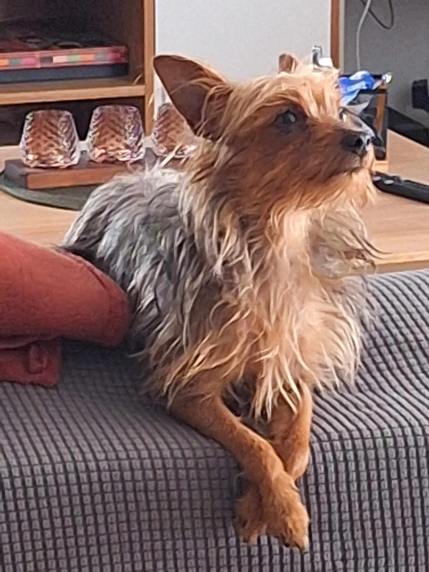 Volt participe au concours pour gagner de l'argent avec cette photo : dog, small_dog, scruffy, fur, couch, blanket, crossed_paws, indoor, living_room, furniture, table, glassware, brown, gray, pet, animal, relaxed, home, cozy, decor