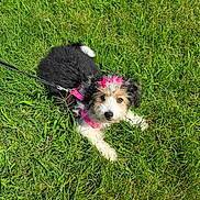 Willow Rose is registered to the contest to win money with this photo: puppy, dog, grass, outdoor, pet, leash, pink_bow, pink_harness, curious, cute, fluffy, animal, nature, young_dog, playful, summer, sunlight, fur, small_dog, adorable