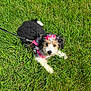 puppy, dog, grass, outdoor, pet, leash, pink_bow, pink_harness, curious, cute, fluffy, animal, nature, young_dog, playful, summer, sunlight, fur, small_dog, adorable