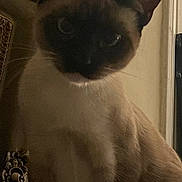 Percy joined the competition — help win amazing prizes! cat, siamese_cat, indoor, furniture, chair, pet, animal, fur, whiskers, ears, paws, sitting, shadow, dim_lighting, close_up, portrait, domestic_cat, feline, cute, mammal