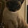 Percy