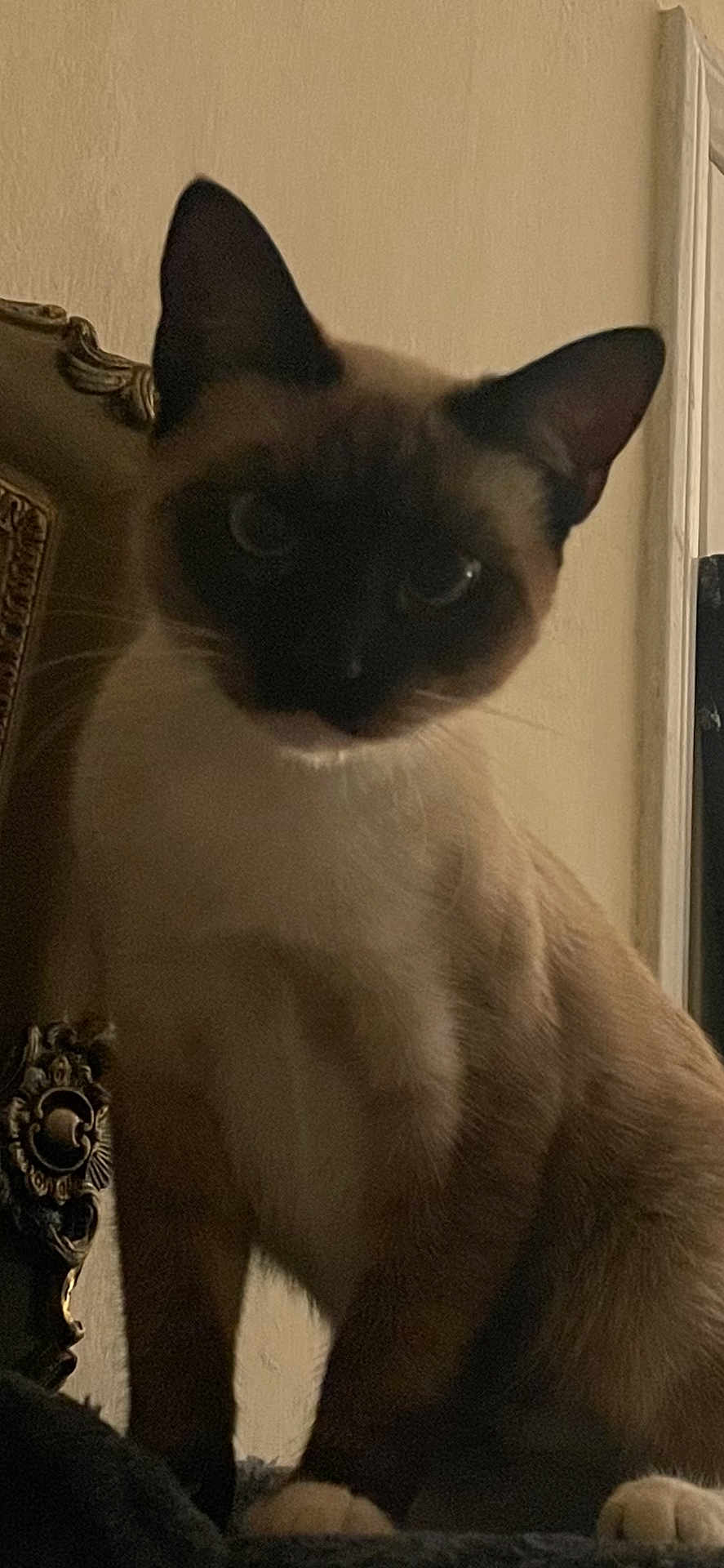 Percy