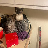 Percy joined the competition — help win amazing prizes! bag, cat, cleaning_tool, container, countertop, curious, domestic_animal, feline, household_items, indoor, kitchen_counter, mop, pet, purple_cloth, red_box, red_cup, siamese_cat, snakeskin_pattern, storage, wall