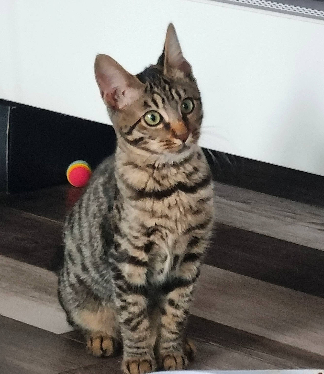 Tracy a rejoint le concours — aidez-le/la à gagner de superbes lots ! carnivore, cat, domestic_short_haired_cat, felidae, fur, paw, sitting, small_to_medium_sized_cats, snout, tail, terrestrial_animal, whiskers