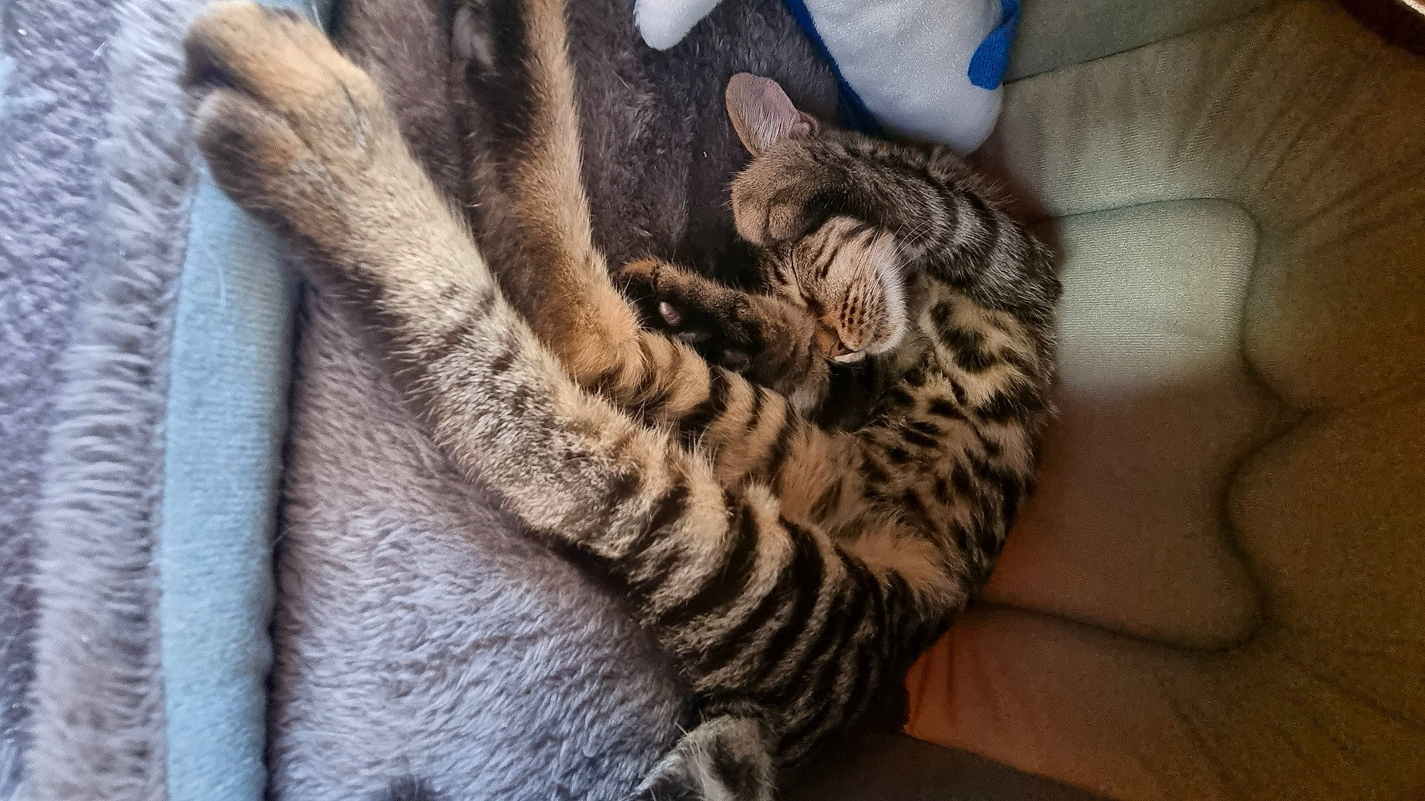 Tracy participe au concours pour gagner de l'argent avec cette photo : big_cats, carnivore, cat, claw, close_up, comfort, domestic_short_haired_cat, fawn, felidae, fur, grey, human_leg, nap, paw, small_to_medium_sized_cats, snout, tail, terrestrial_animal, whiskers, wildlife