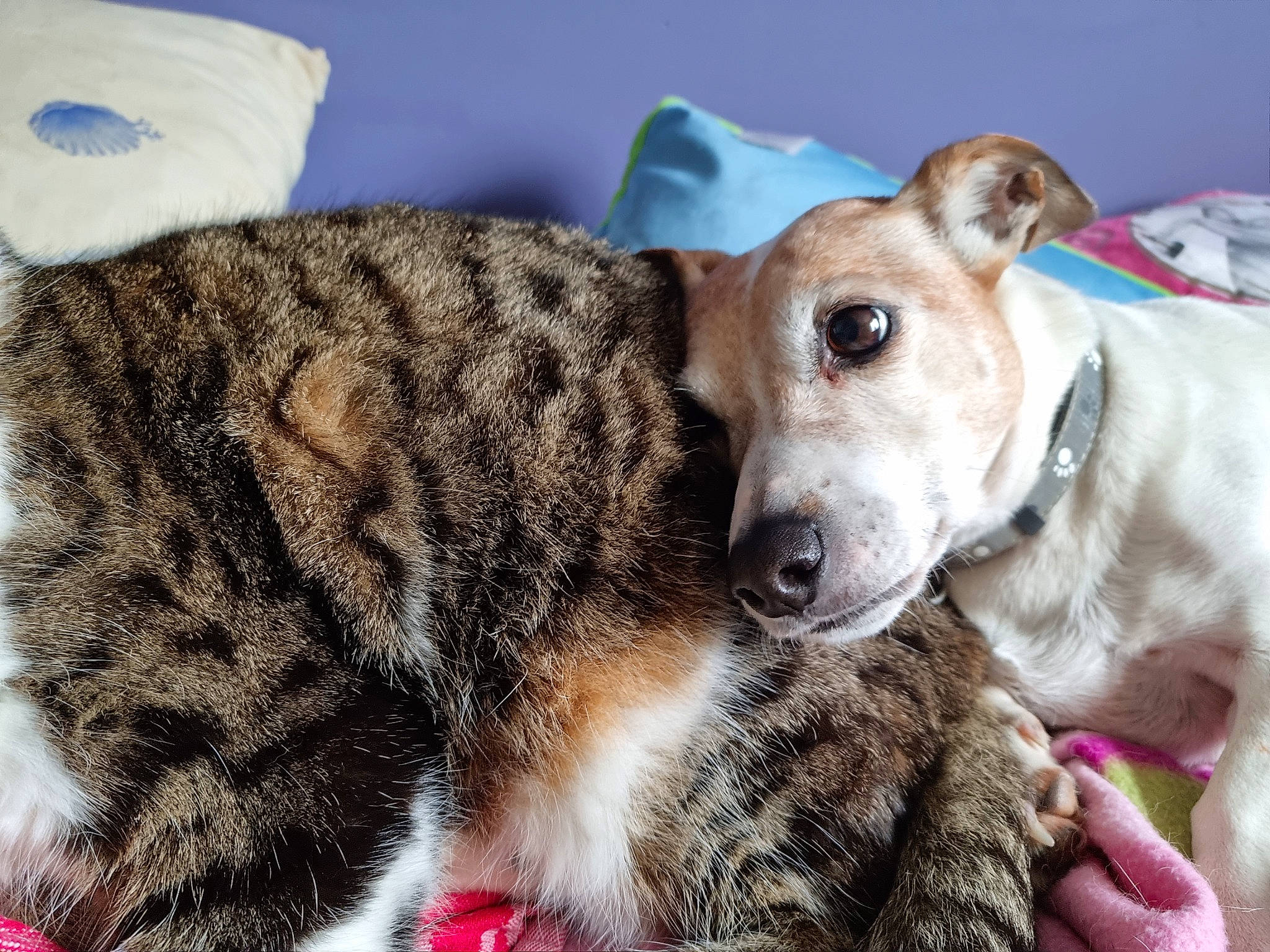 Jessy a rejoint le concours — aidez-le/la à gagner de superbes lots ! canidae, carnivore, collar, companion_dog, dog, dog_breed, dog_collar, fur, paper_towel, paw, snout, sporting_group, terrestrial_animal, tissue_paper, whiskers, working_animal