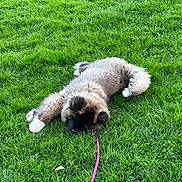 Yuki a rejoint le concours — aidez-le/la à gagner de superbes lots ! dog, puppy, grass, leash, outdoor, greenery, fluffy, resting, cute, animal, nature, pet, canine, summer, relaxation, playful, fur, sleeping, field, young