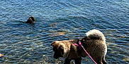 Yuki a rejoint le concours — aidez-le/la à gagner de superbes lots ! animal, blue_sky, calm, canine, clear_water, daylight, dog, fur, harness, lake, landscape, leash, nature, outdoor, pet, reflection, rocky_shore, scenic, summer, water