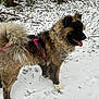 Yuki a rejoint le concours — aidez-le/la à gagner de superbes lots ! animal, canine, cold, dog, fluffy, forest_floor, fur, happy, harness, leash, nature, outdoor, park, pet, playful, snow, tail, tongue_out, walking, winter