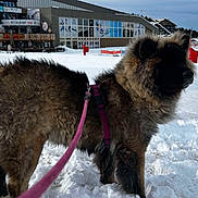 Yuki a rejoint le concours — aidez-le/la à gagner de superbes lots ! building, cloudy_sky, cold, dog, furry, harness, leash, mountains, muzzle, outdoor, pawprints, pet, pine_trees, ski_resort, snow, snowman, tourism, vacation, walking, winter