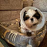 Alfred is registered to the contest to win money with this photo: puppy, dog, cone, pet_bed, cozy, indoor, furniture, couch, carpet, home, animal, cute, small_dog, fur, resting, comfort, patterned, domestic, living_room, young_dog