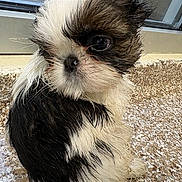 Alfred joined the competition — help win amazing prizes! puppy, dog, wet_fur, black_and_white, brown, small_dog, cute, pet, animal, fur, floor, window, looking_back, outdoor, portrait, close_up, young_dog, companion, adorable, sitting