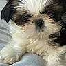 Alfred joined the competition — help win amazing prizes! puppy, dog, close_up, fluffy, white_fur, dark_fur, cute, pet, animal, resting, blanket, soft, cozy, sleepy, paw, face, indoors, fur, young, companion