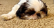 Alfred joined the competition — help win amazing prizes! puppy, dog, sleeping, carpet, indoor, cozy, furry, pet, young, black_and_white, small_dog, cute, resting, animal, floor, close_up, home, relaxing, adorable, fluffy