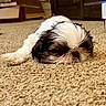 puppy, dog, sleeping, carpet, indoor, cozy, furry, pet, young, black_and_white, small_dog, cute, resting, animal, floor, close_up, home, relaxing, adorable, fluffy