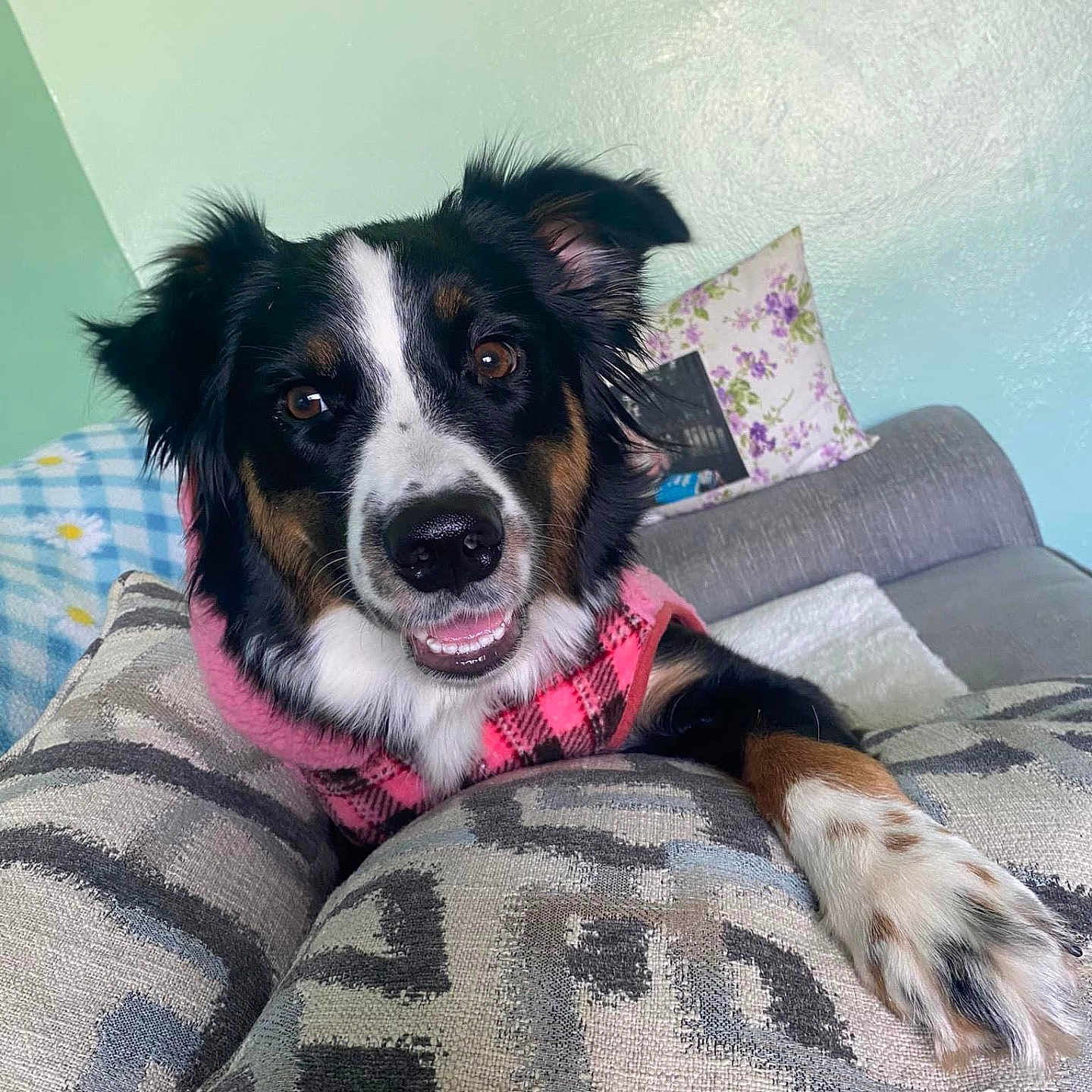 Harleigh is registered to the contest to win money with this photo: animal, beanbag, blanket, canine, couch, cushion, dog, dogbed, furniture, homedecor, pet, pillow, puppy