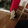 Mookie a rejoint le concours — aidez-le/la à gagner de superbes lots ! cat, calico, indoor, wooden_floor, curtain, red_curtain, chair, furniture, pet, animal, sitting, shadow, cozy, home, domestic_cat, looking, floor, quiet, calm, curious